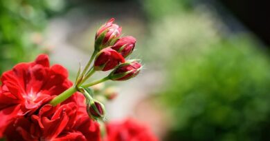 Muškáty: vďačná rastlina, ktorú vám budú susedia závidieť